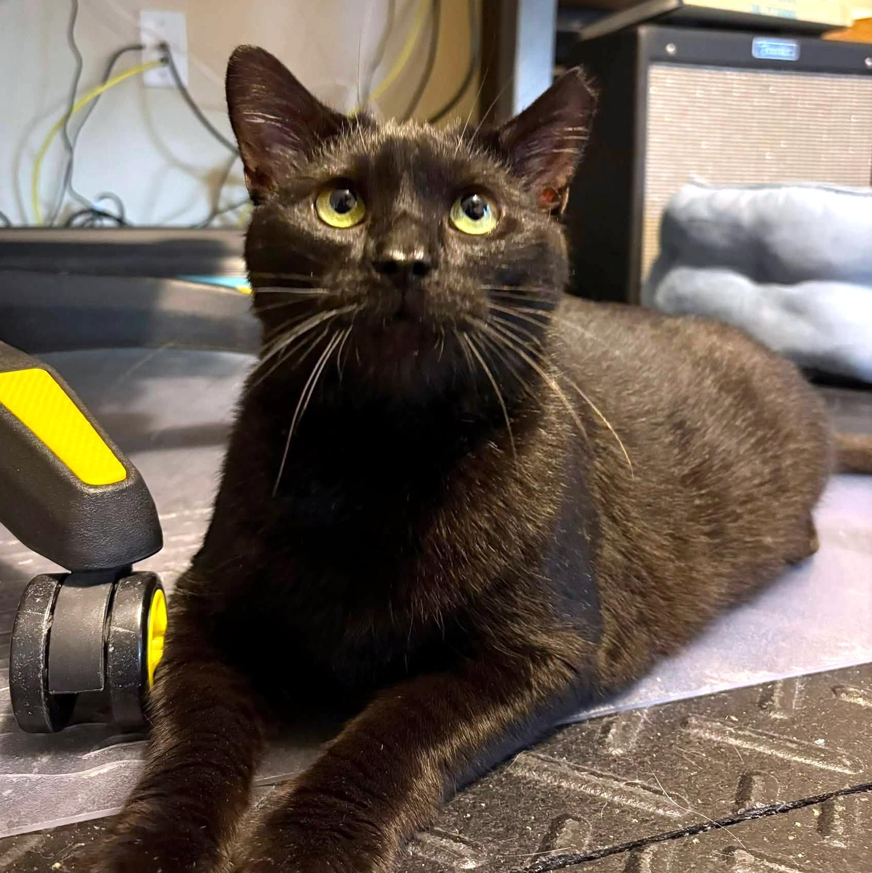 Happy, ADOPTABLE, Adult Male Domestic Short Hair.