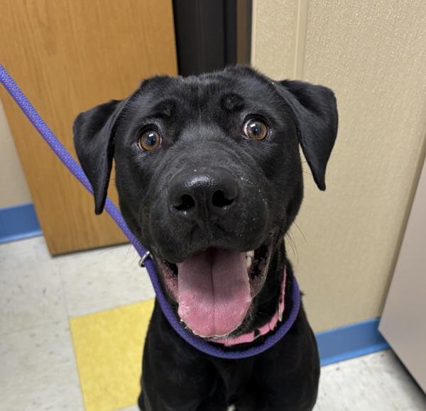 Jasmine, Adoptable, Young Female Labrador Retriever & Pit Bull Terrier.