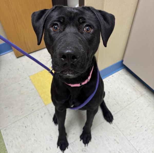Enlarge Jasmine, a Adoptable mixed breed in Sioux City, IA image 2/2