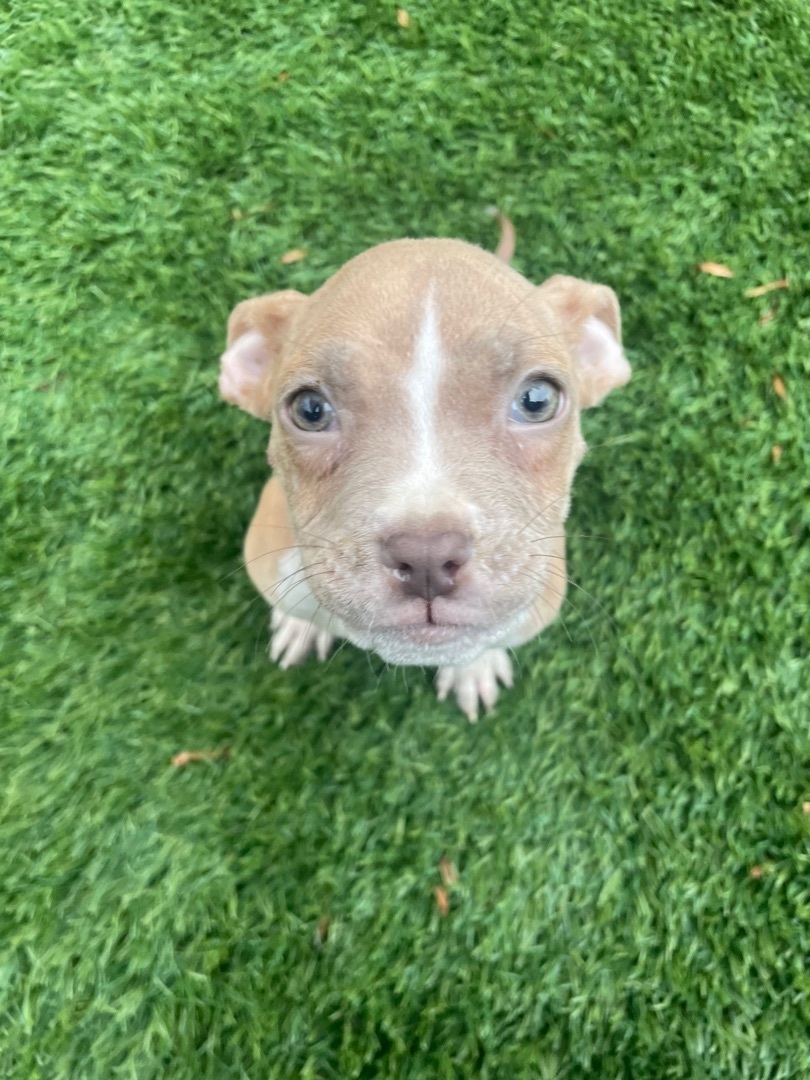 Enlarge Tiny tim , a Adopted mixed breed in Cornelius, NC image 1/1