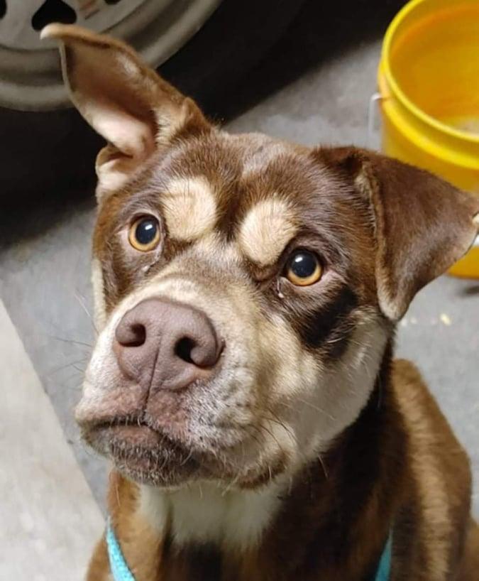 Enlarge Maybee, a Adoptable mixed breed in Seattle, WA image 1/3