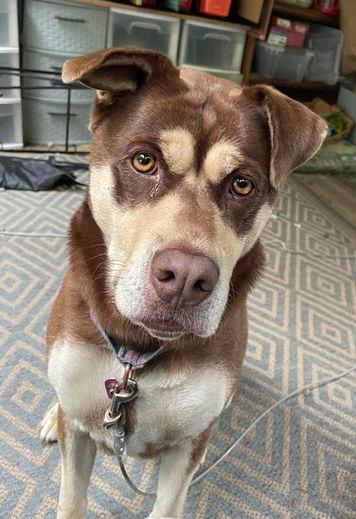 Maybee, Adoptable, Adult Female Staffordshire Bull Terrier & Husky.