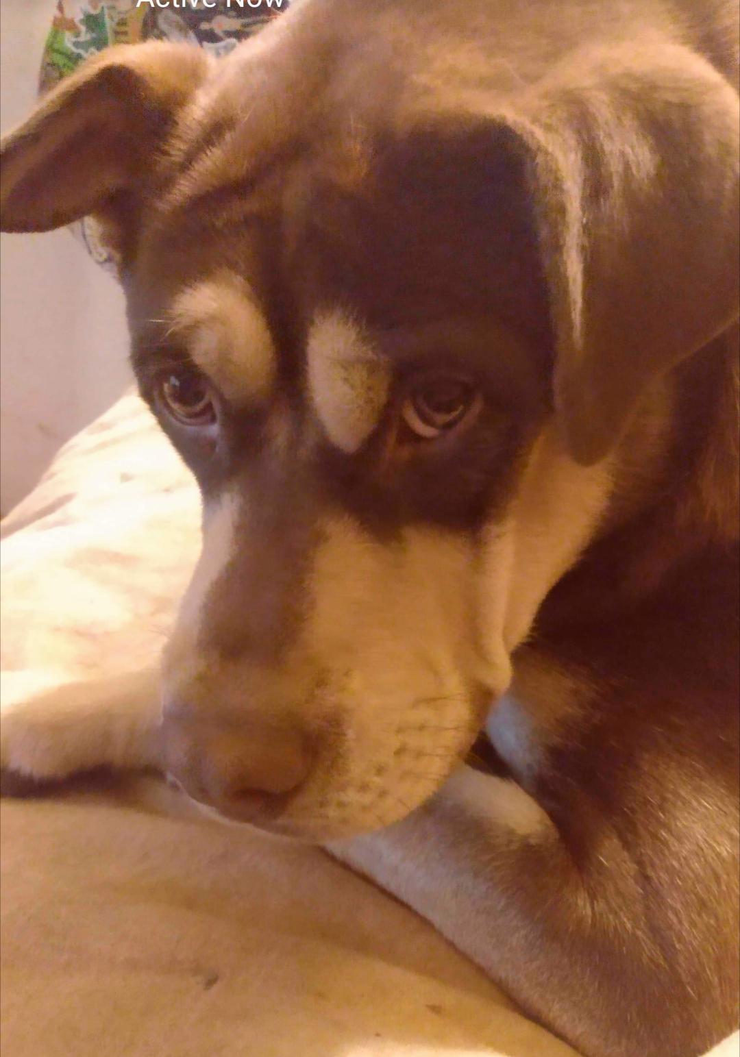 Enlarge Maybee, a Adoptable mixed breed in Seattle, WA image 3/3