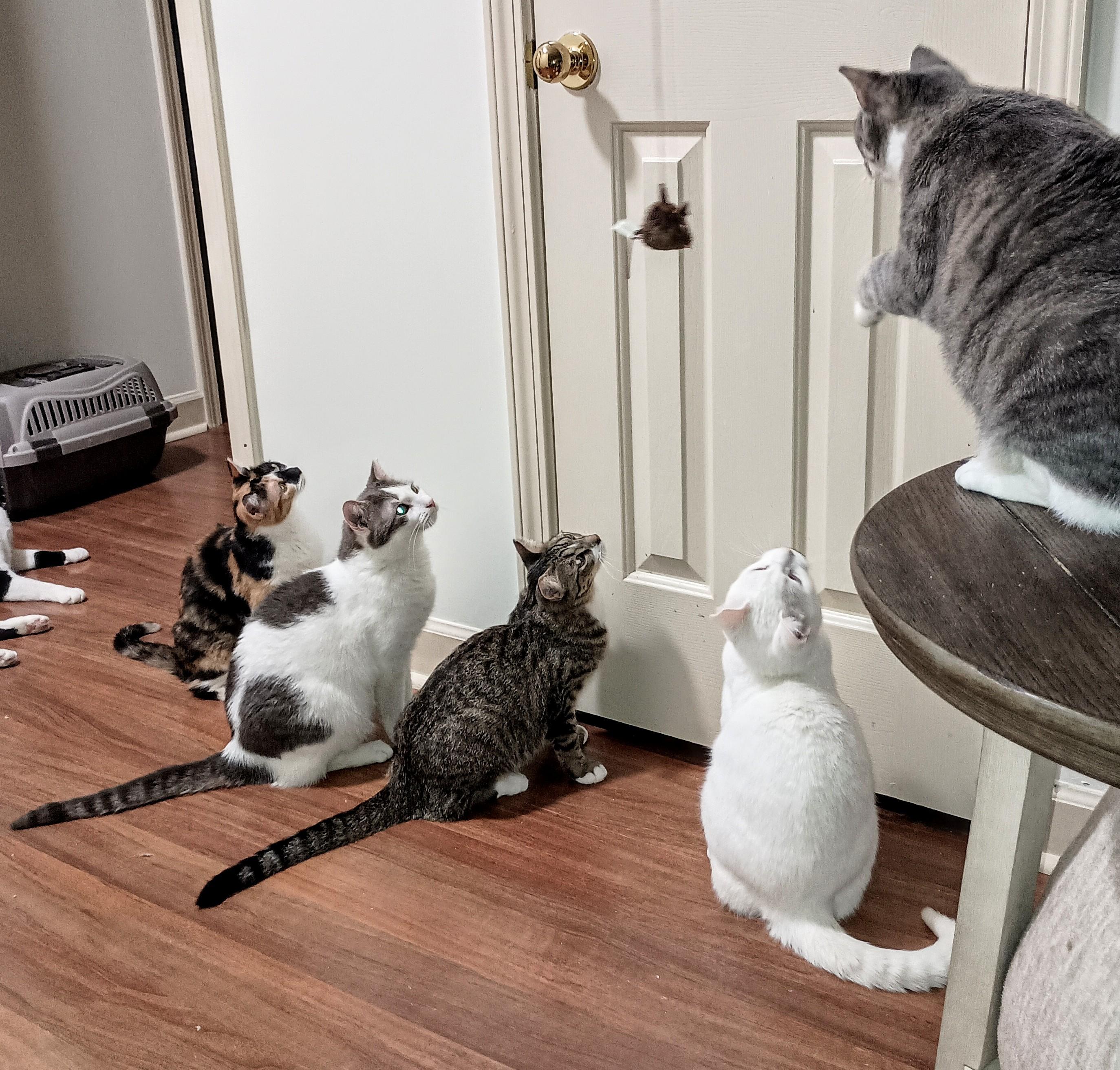 Enlarge Cassie, a ADOPTABLE Domestic Short Hair in Ridgeland, MS image 4/6