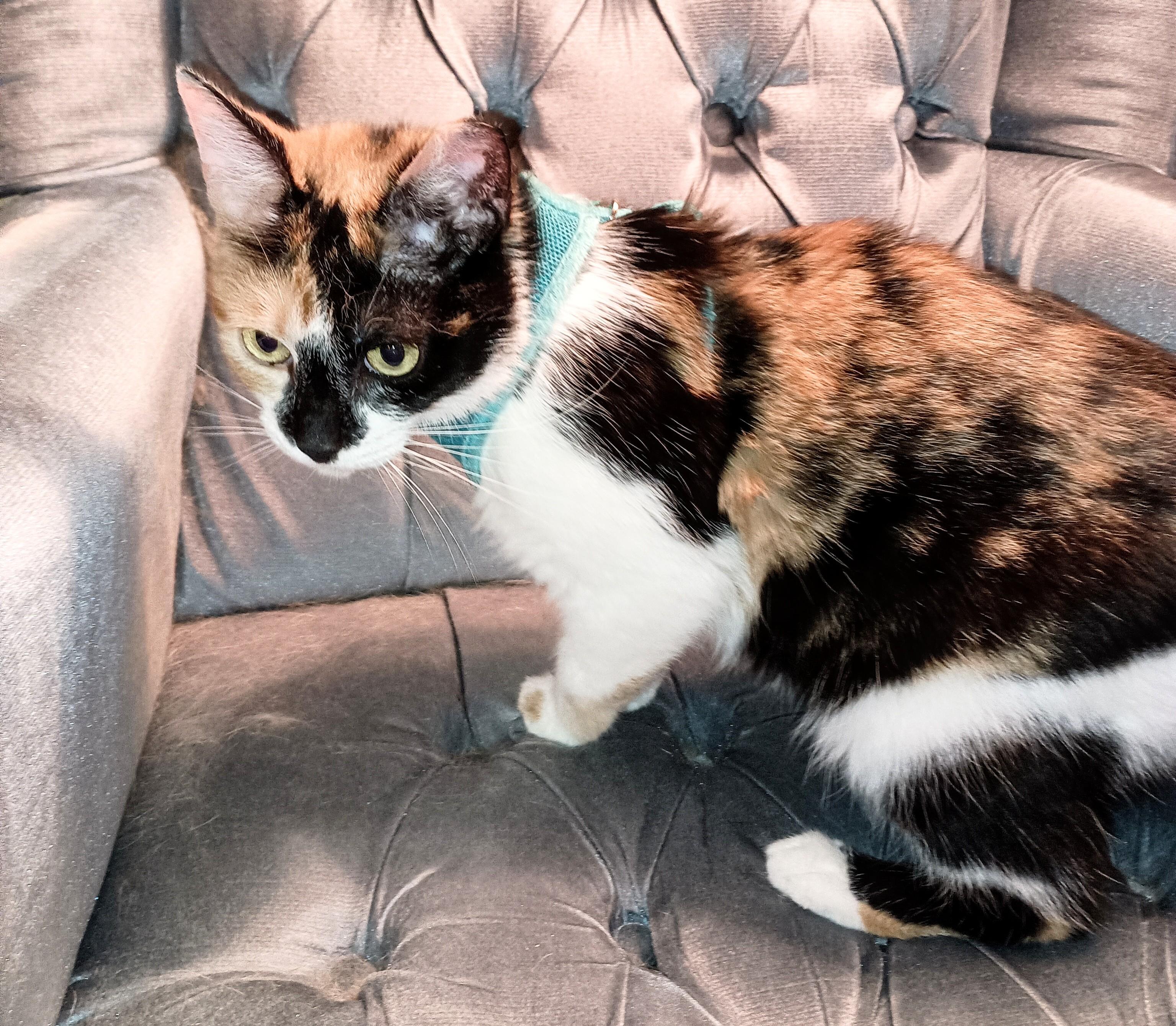 Enlarge Cassie, a ADOPTABLE Domestic Short Hair in Ridgeland, MS image 6/6