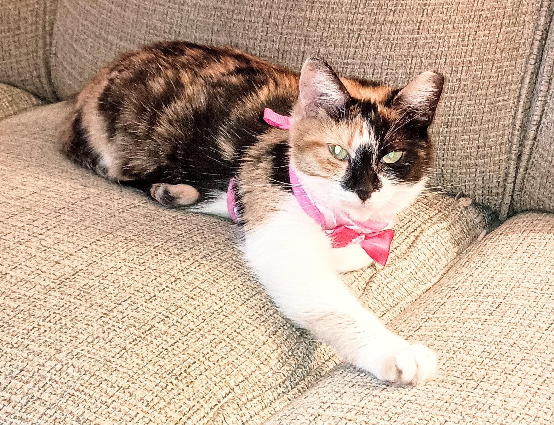 Cassie, ADOPTABLE, Young Female Domestic Short Hair.