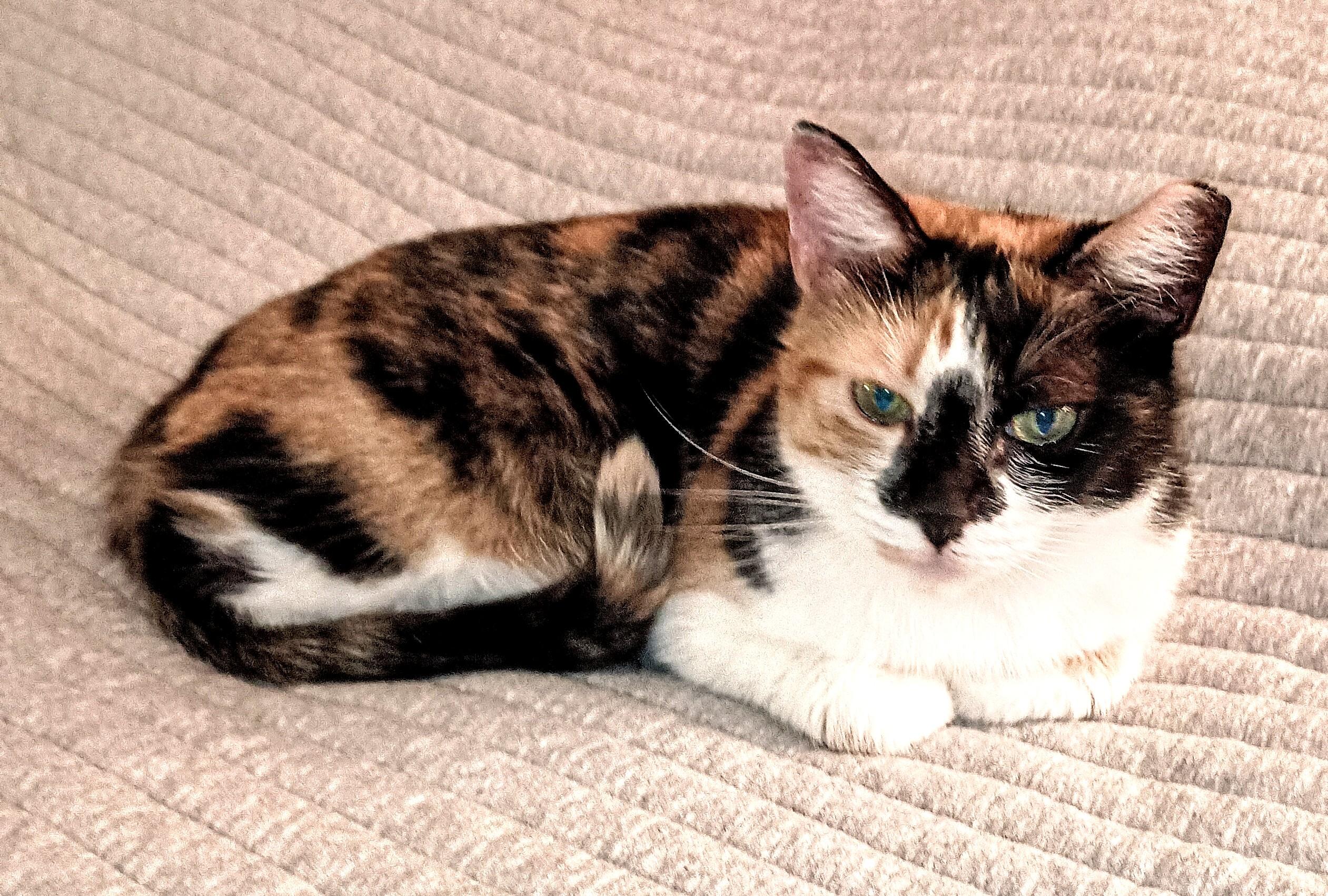 Enlarge Cassie, a ADOPTABLE Domestic Short Hair in Ridgeland, MS image 5/6