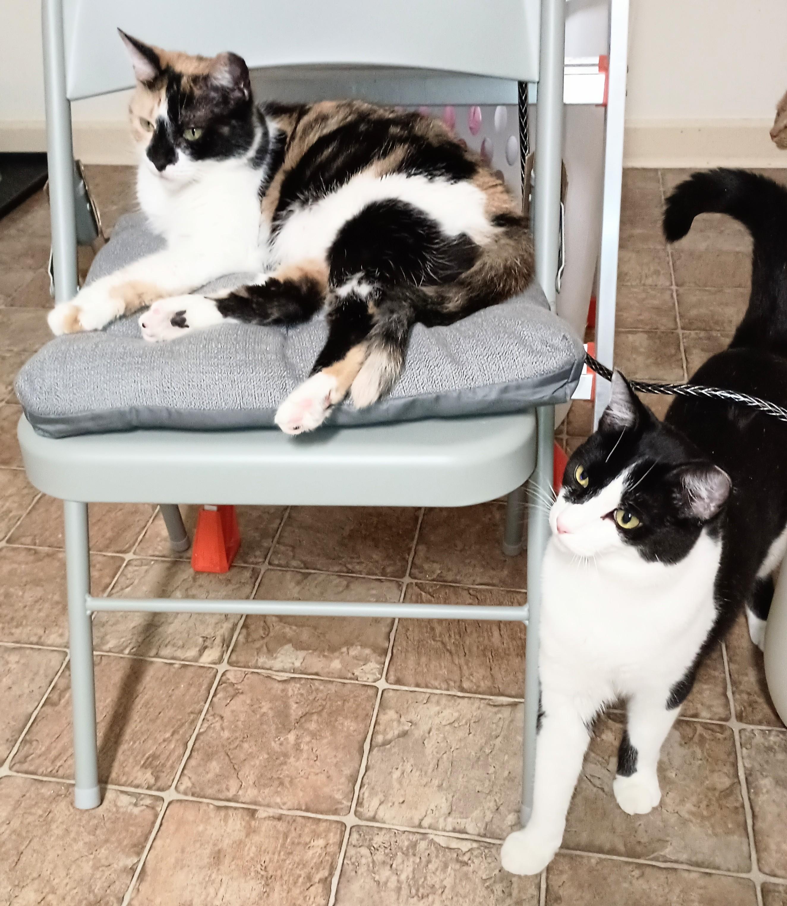 Enlarge Cassie, a ADOPTABLE Domestic Short Hair in Ridgeland, MS image 2/6