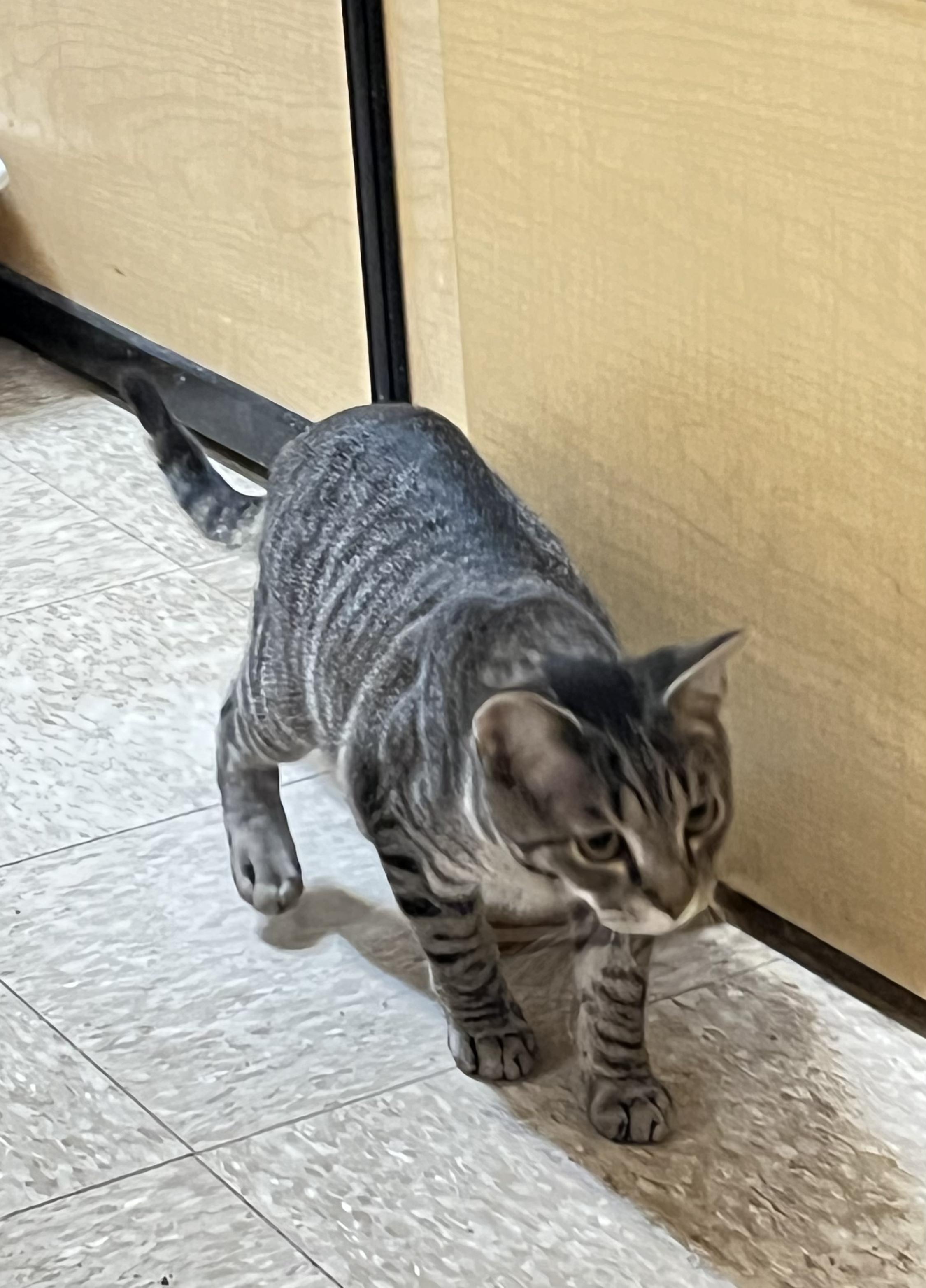 Enlarge Jake, a ADOPTABLE Tabby in Charlotte, NC image 2/3