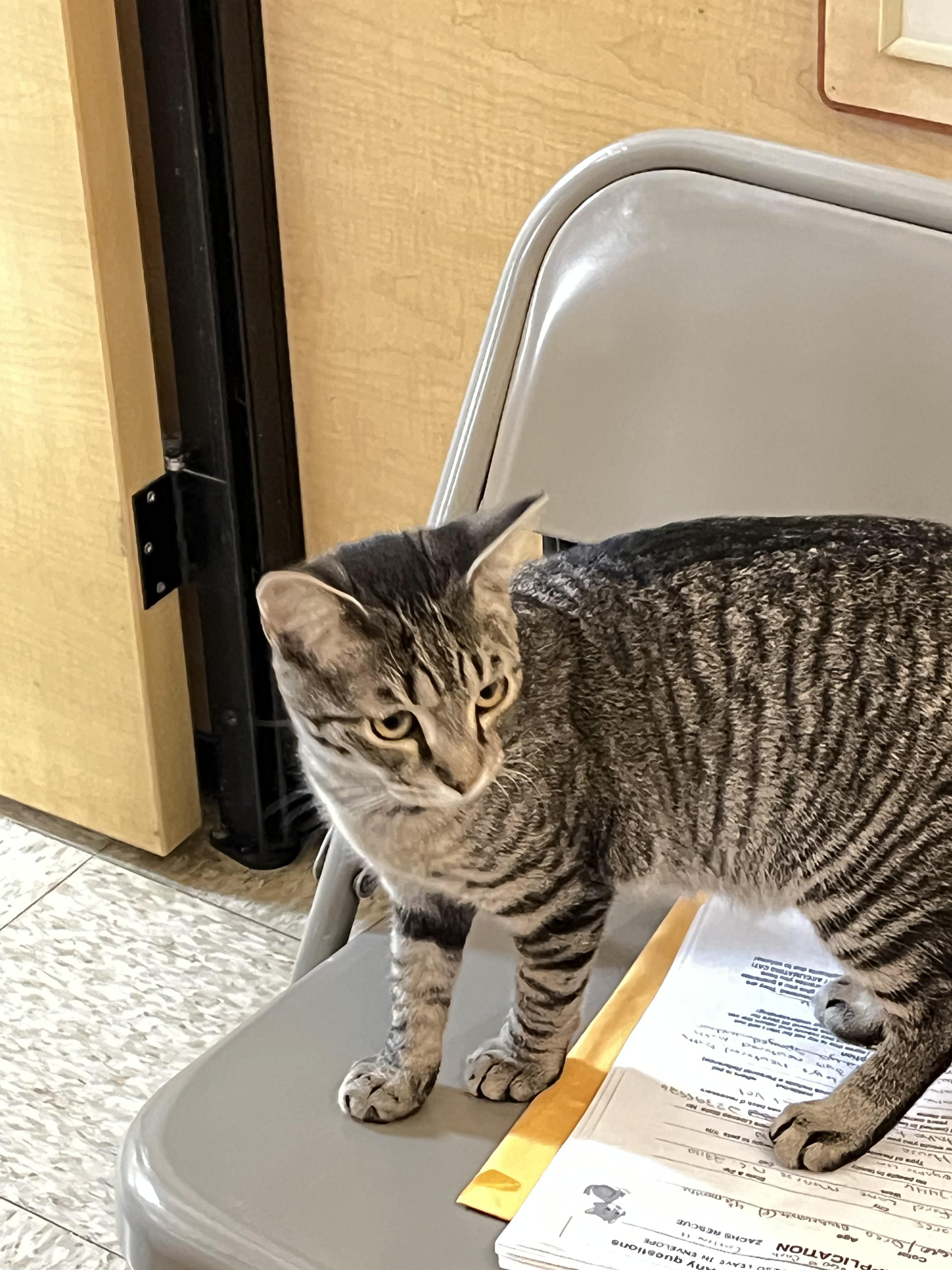 Enlarge Jake, a ADOPTABLE Tabby in Charlotte, NC image 3/3