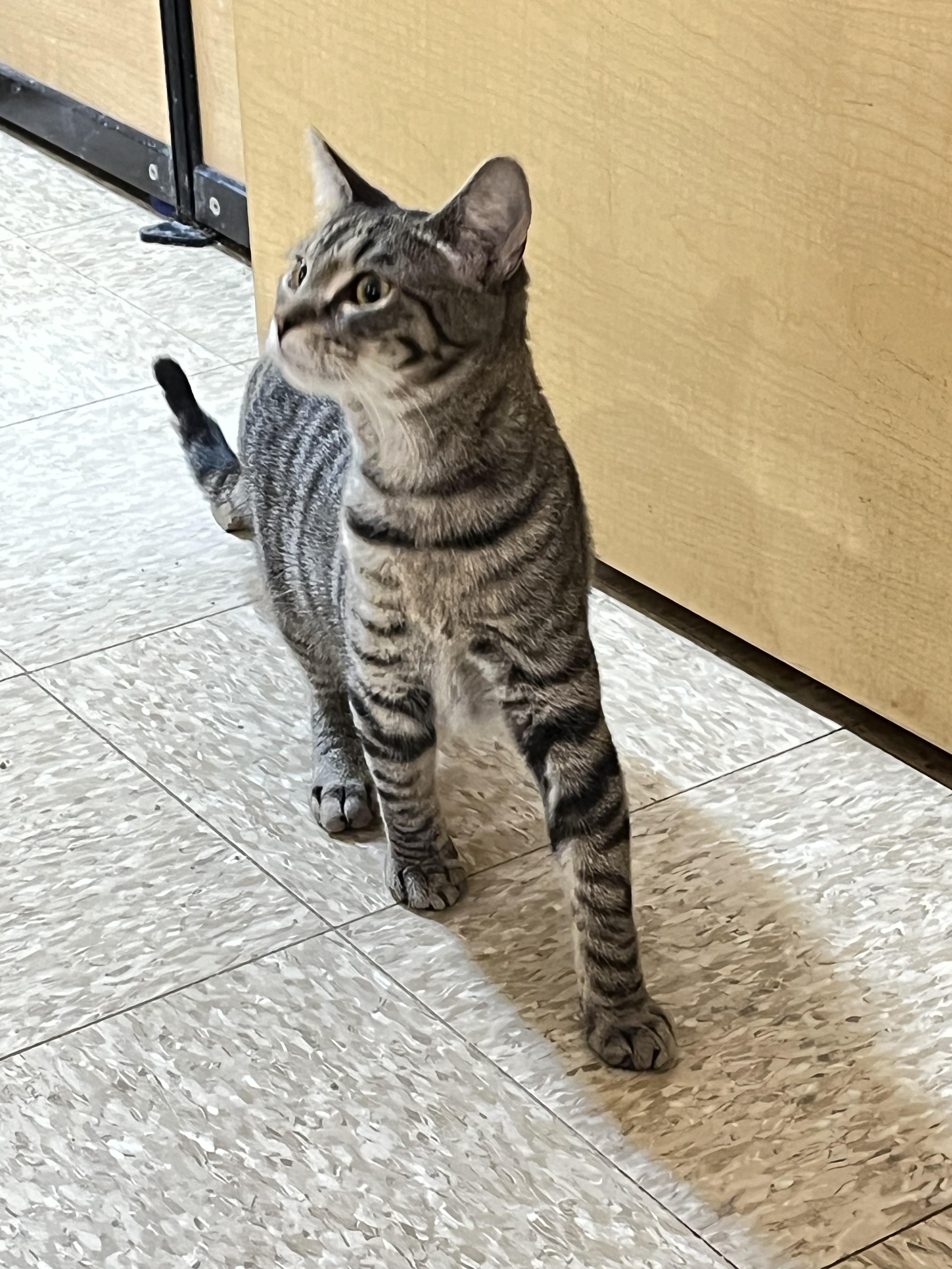 Enlarge Jake, a ADOPTABLE Tabby in Charlotte, NC image 1/3