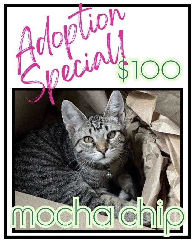 Enlarge Mocha Chip, a Adoptable mixed breed in Poplar Grove, IL image 1/6