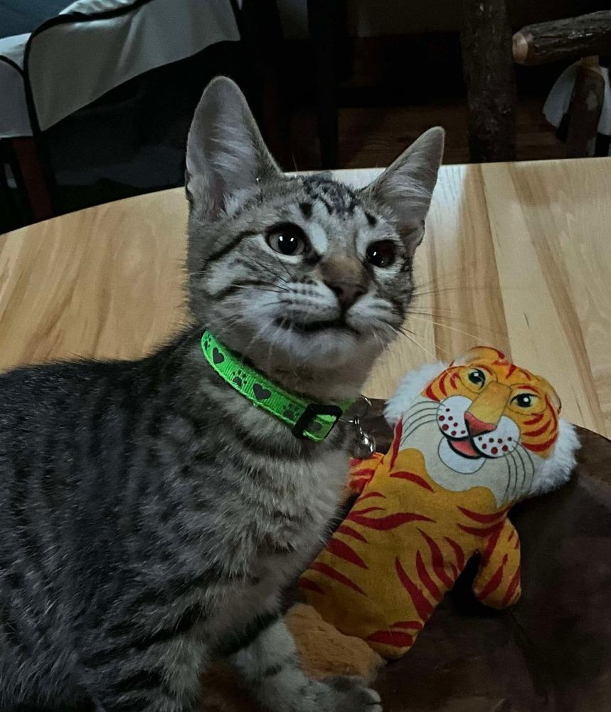 Mocha Chip, Adoptable, Kitten Male Domestic Short Hair & Tabby.