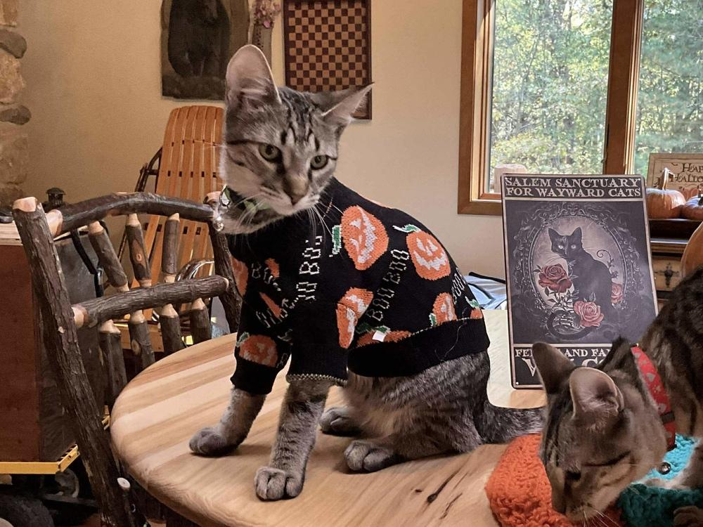 Enlarge Mocha Chip, a Adoptable mixed breed in Poplar Grove, IL image 2/4