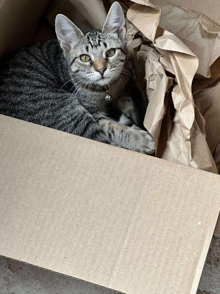 Enlarge Mocha Chip, a Adoptable mixed breed in Poplar Grove, IL image 3/4