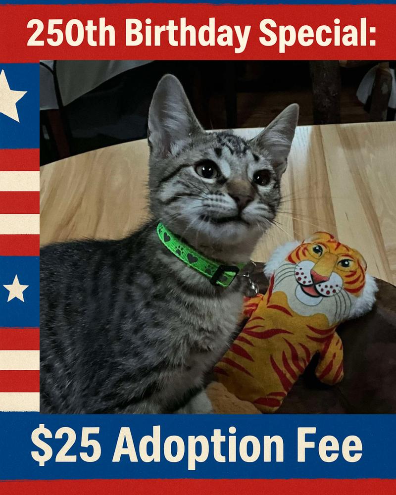 Enlarge Mocha Chip, a Adoptable mixed breed in Poplar Grove, IL image 4/5