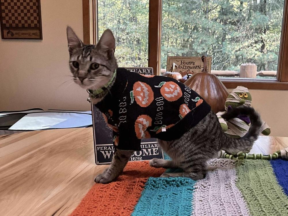 Mocha Chip, Adoptable, Kitten Male Domestic Short Hair & Tabby.