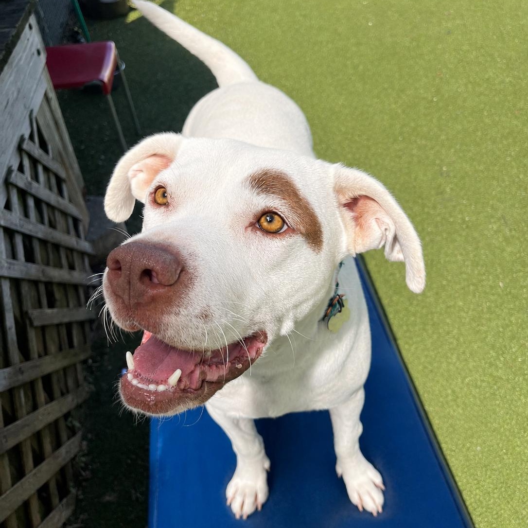 Cookie, Adoptable, Young Female Mixed Breed.
