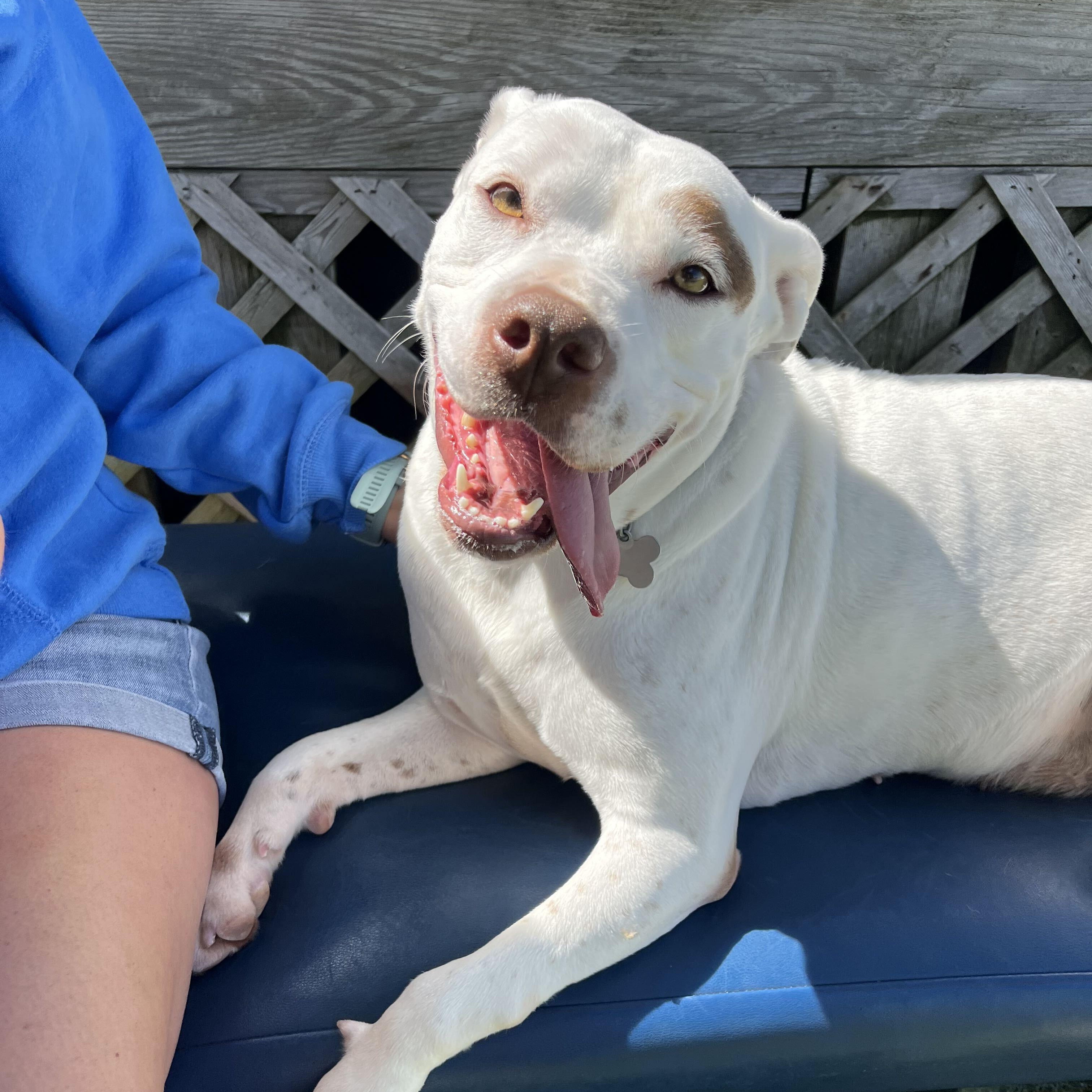 Cookie, a Adoptable mixed breed in New Bedford, MA image 2/2