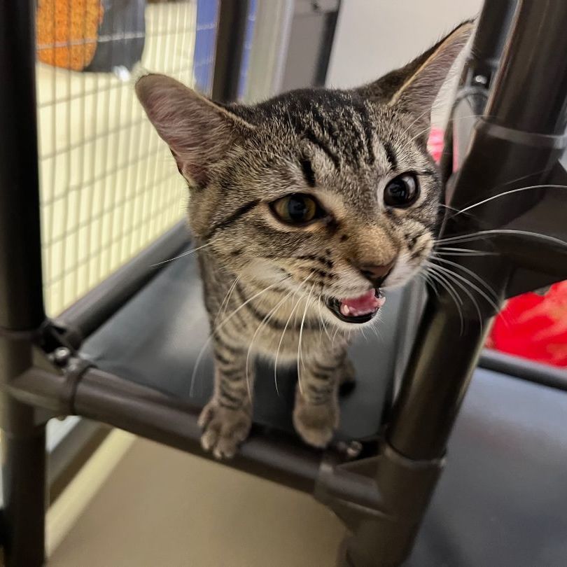 Akela, Adoptable, Young Female Tabby & Tiger.