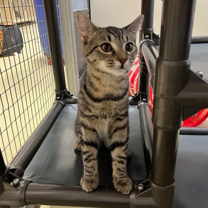 Akela, a Adoptable mixed breed in Clarksville, VA image 2/12