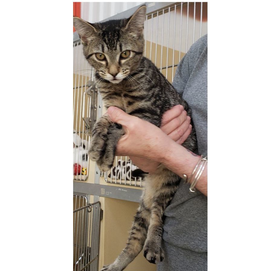 Akela, a Adoptable mixed breed in Clarksville, VA image 3/12