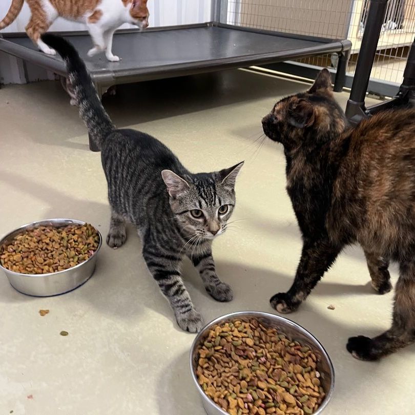 Akela, a Adoptable mixed breed in Clarksville, VA image 4/12