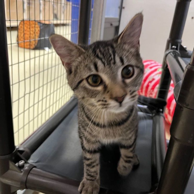 Akela, a Adoptable mixed breed in Clarksville, VA image 5/12