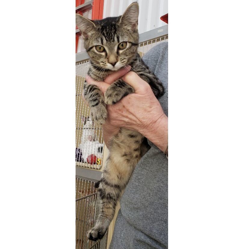 Akela, a Adoptable mixed breed in Clarksville, VA image 6/12