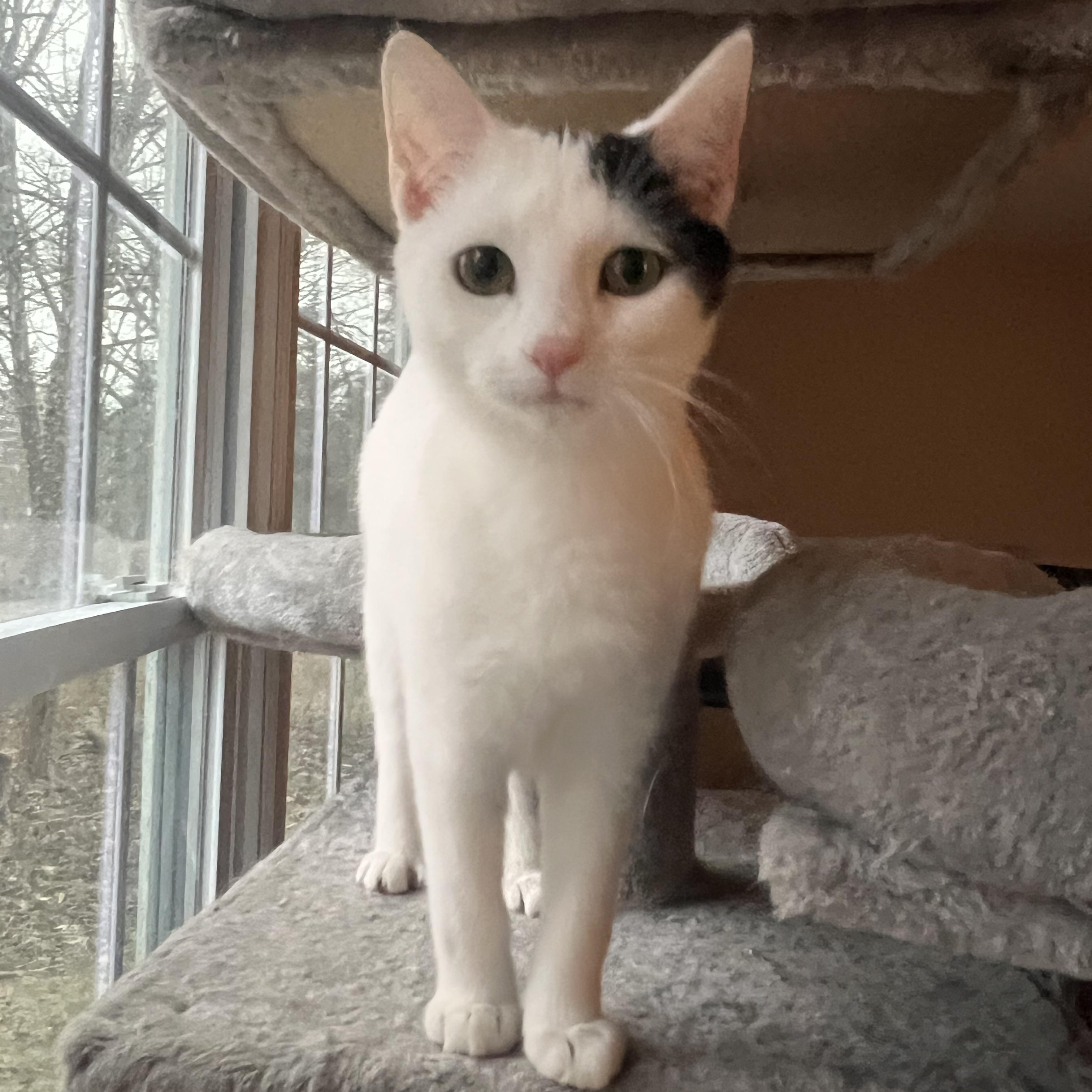 Enlarge Luna, a ADOPTABLE Domestic Short Hair in Howell, MI image 4/5