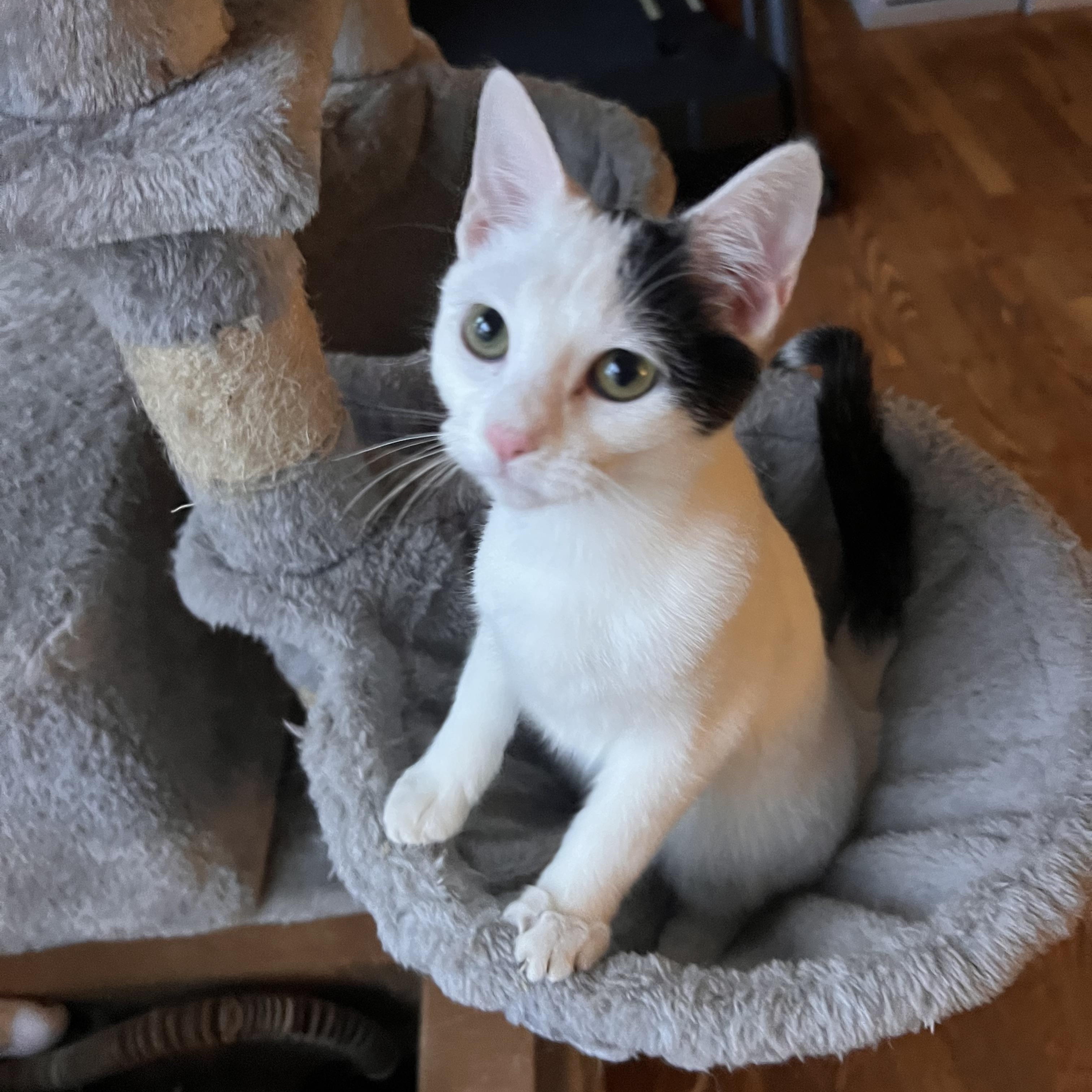 Luna, ADOPTABLE, Young Female Domestic Short Hair.