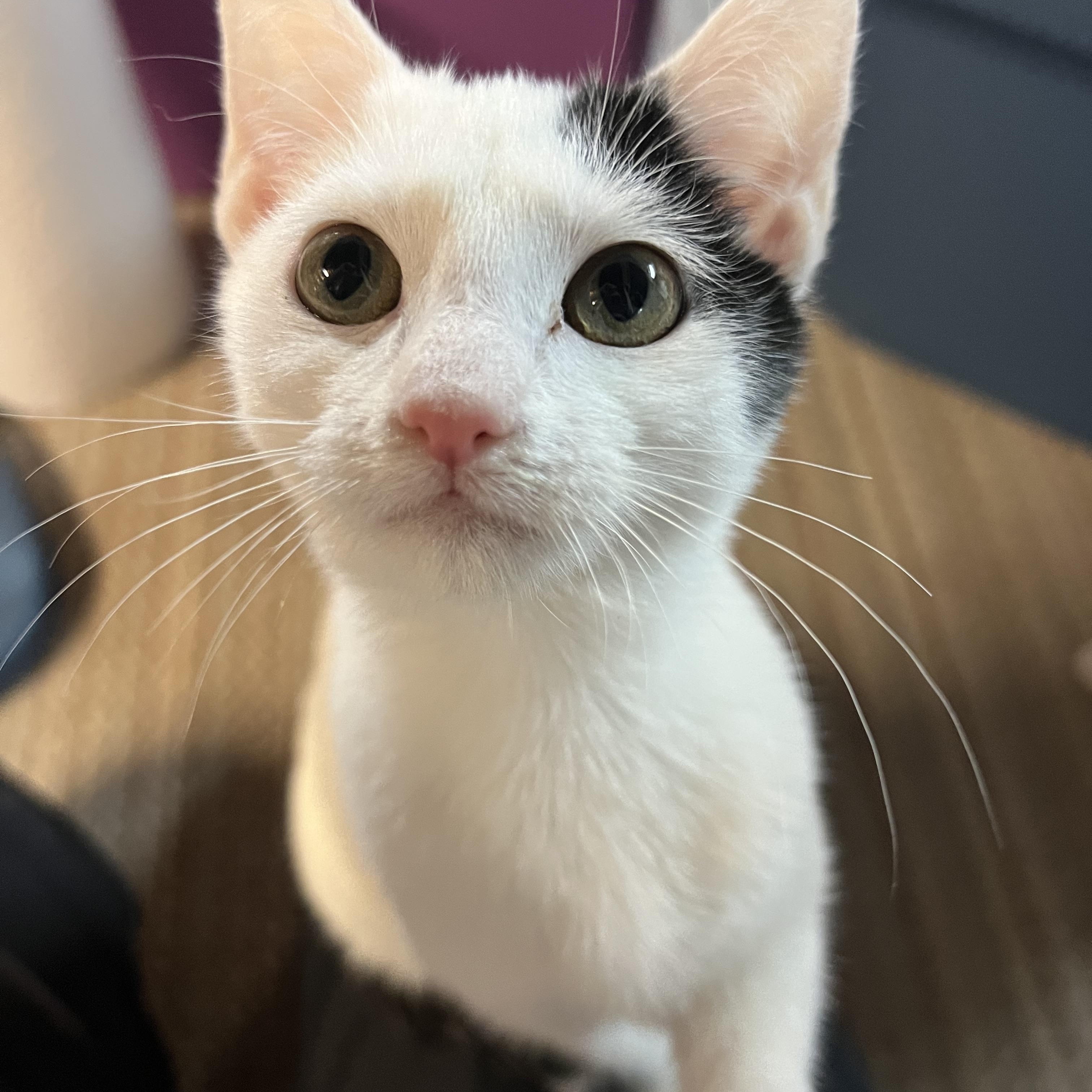 Enlarge Luna, a ADOPTABLE Domestic Short Hair in Howell, MI image 2/5