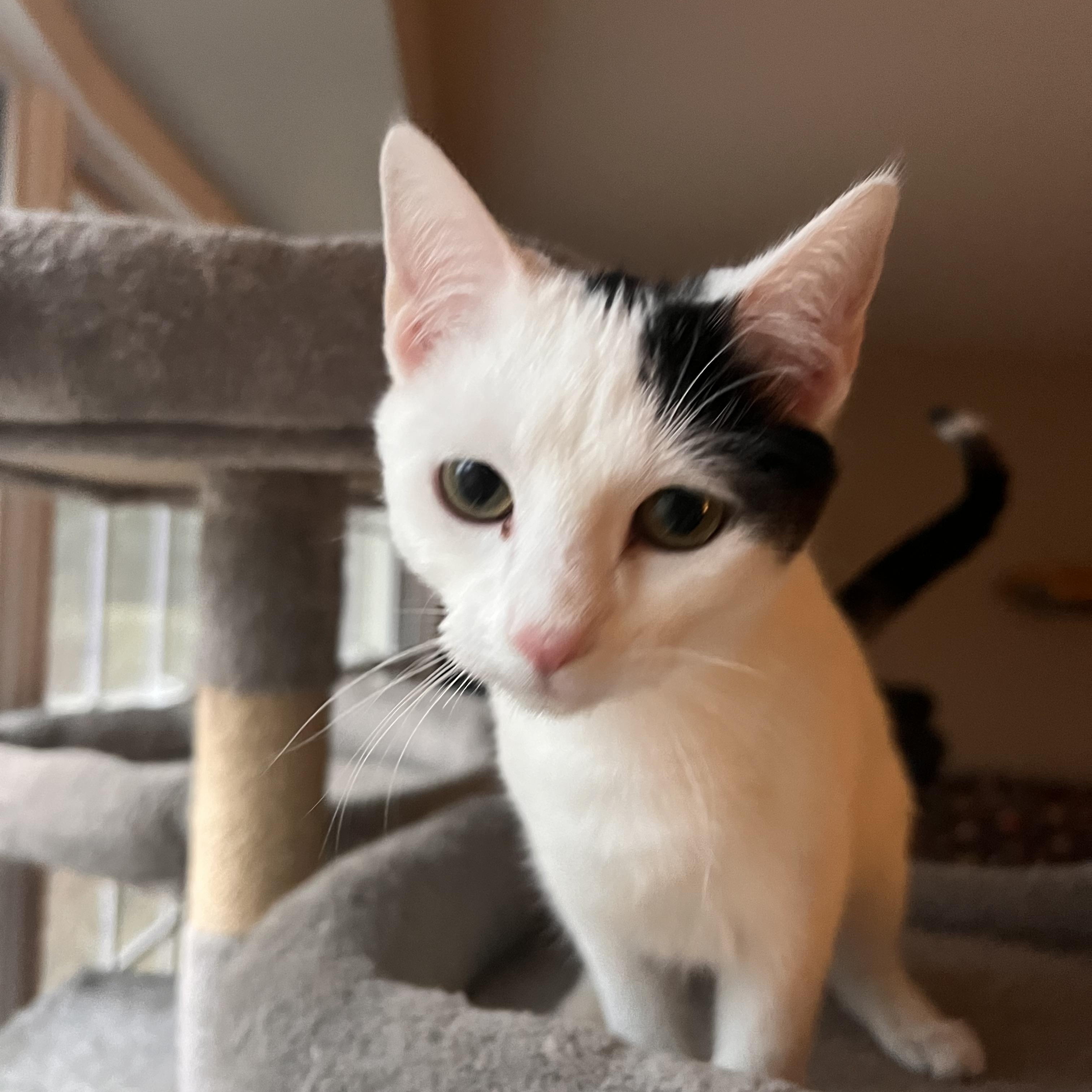 Enlarge Luna, a ADOPTABLE Domestic Short Hair in Howell, MI image 3/5