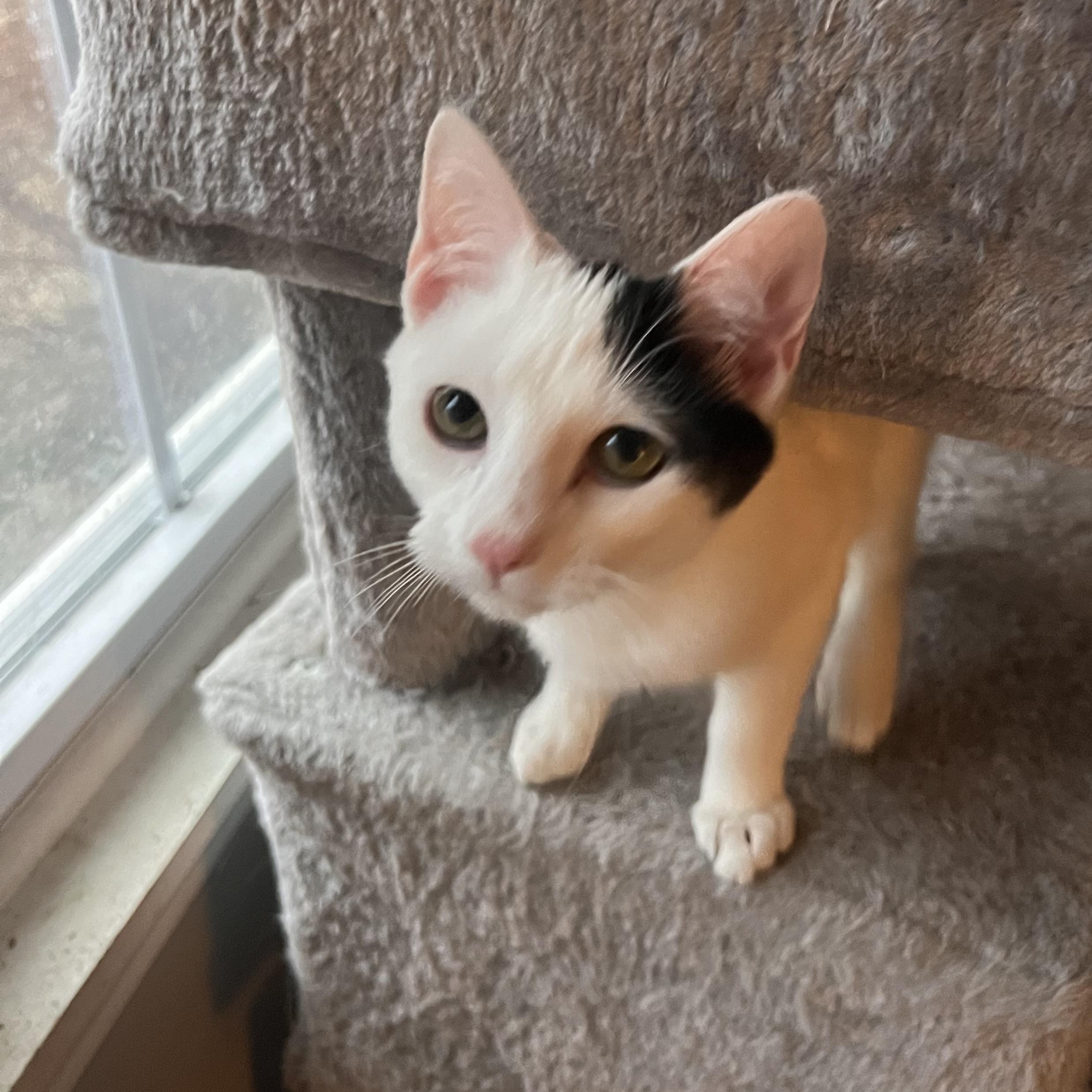 Enlarge Luna, a ADOPTABLE Domestic Short Hair in Howell, MI image 5/5