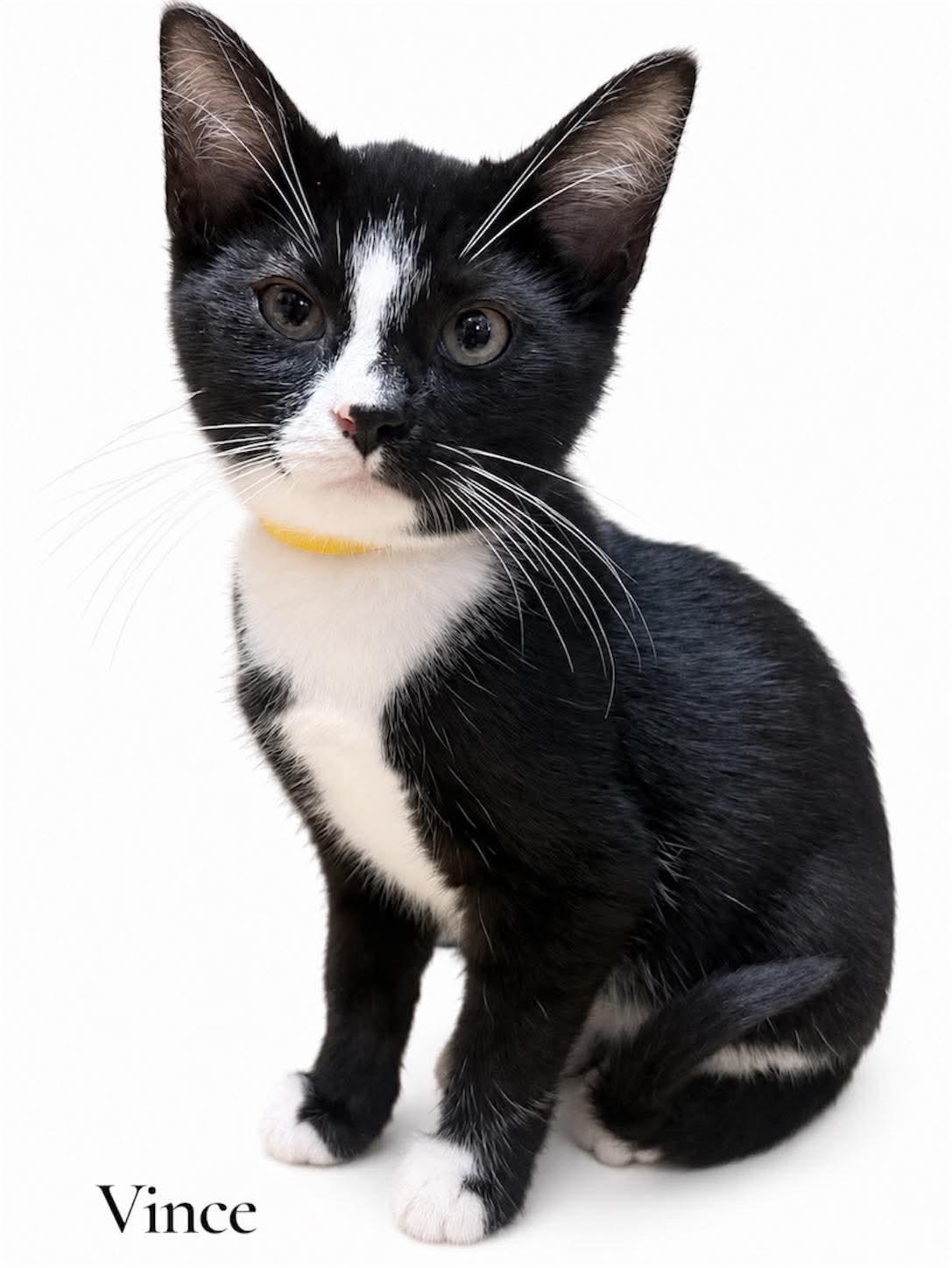 Vince, ADOPTABLE, Kitten Male Domestic Short Hair.
