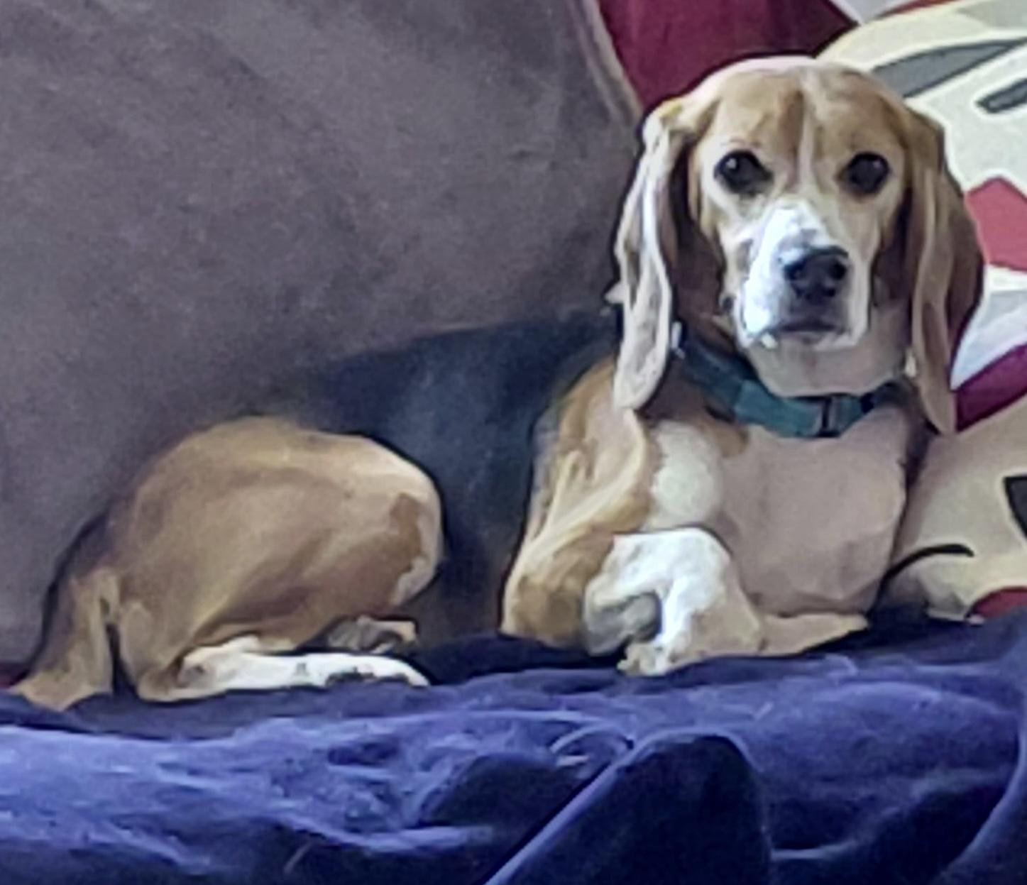 Ellie, adopted, Adult Female Beagle.