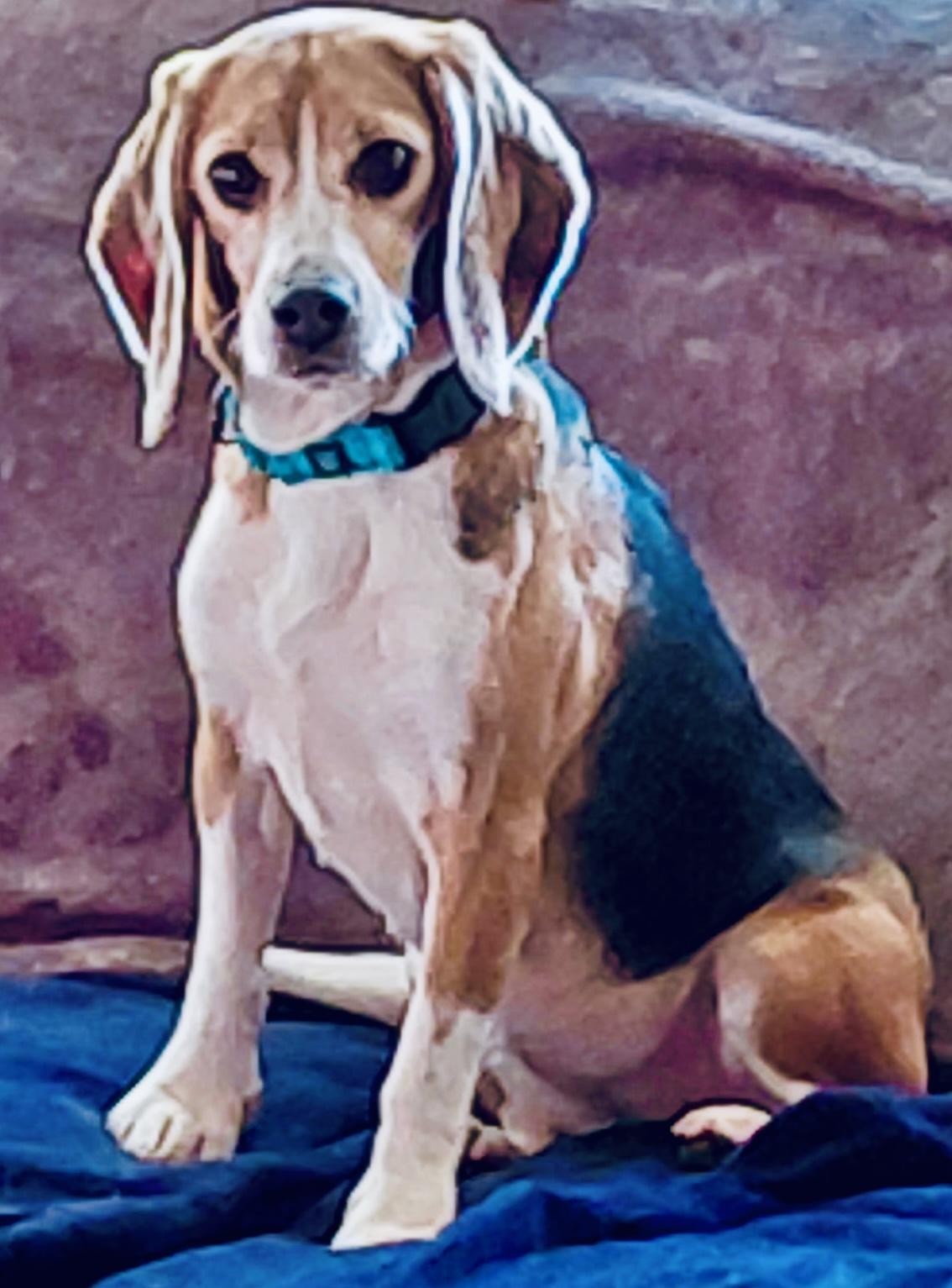 Enlarge Ellie, an adopted Beagle in South Plainfield, NJ image 2/2