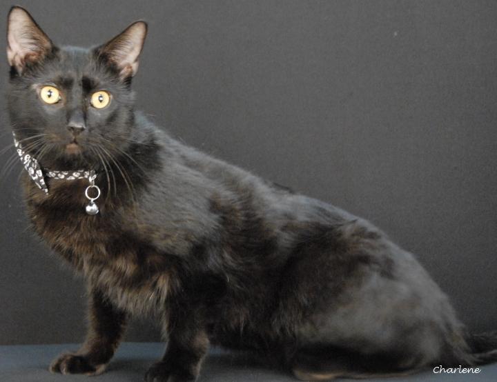 Monte Carlo, ADOPTABLE, Adult Male Domestic Short Hair.