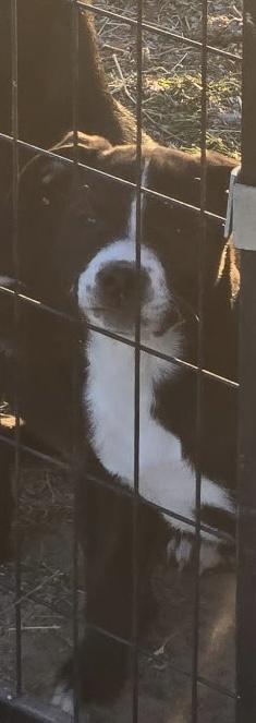 Enlarge Sky, a Adoptable mixed breed in Lucerne Valley, CA image 1/1