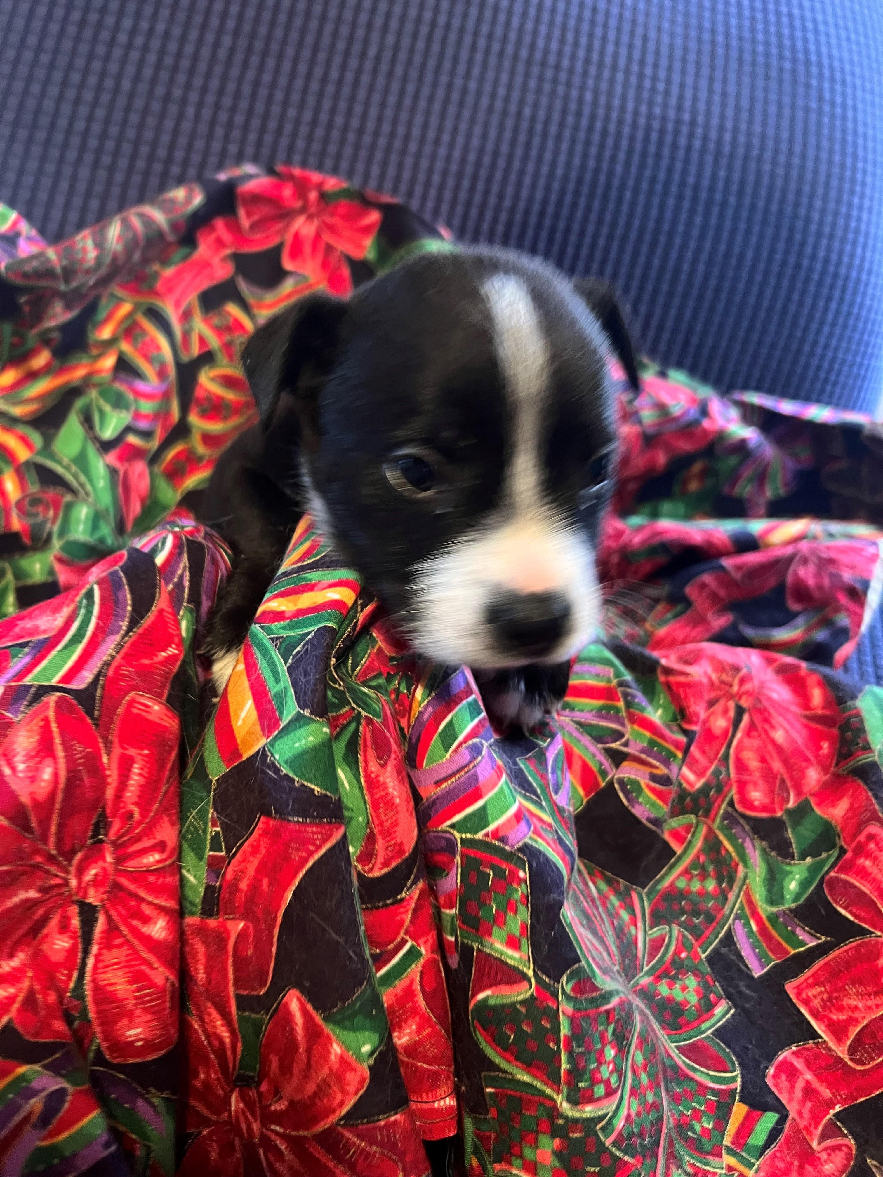 Enlarge Sky, a Adoptable mixed breed in Lucerne Valley, CA image 1/2