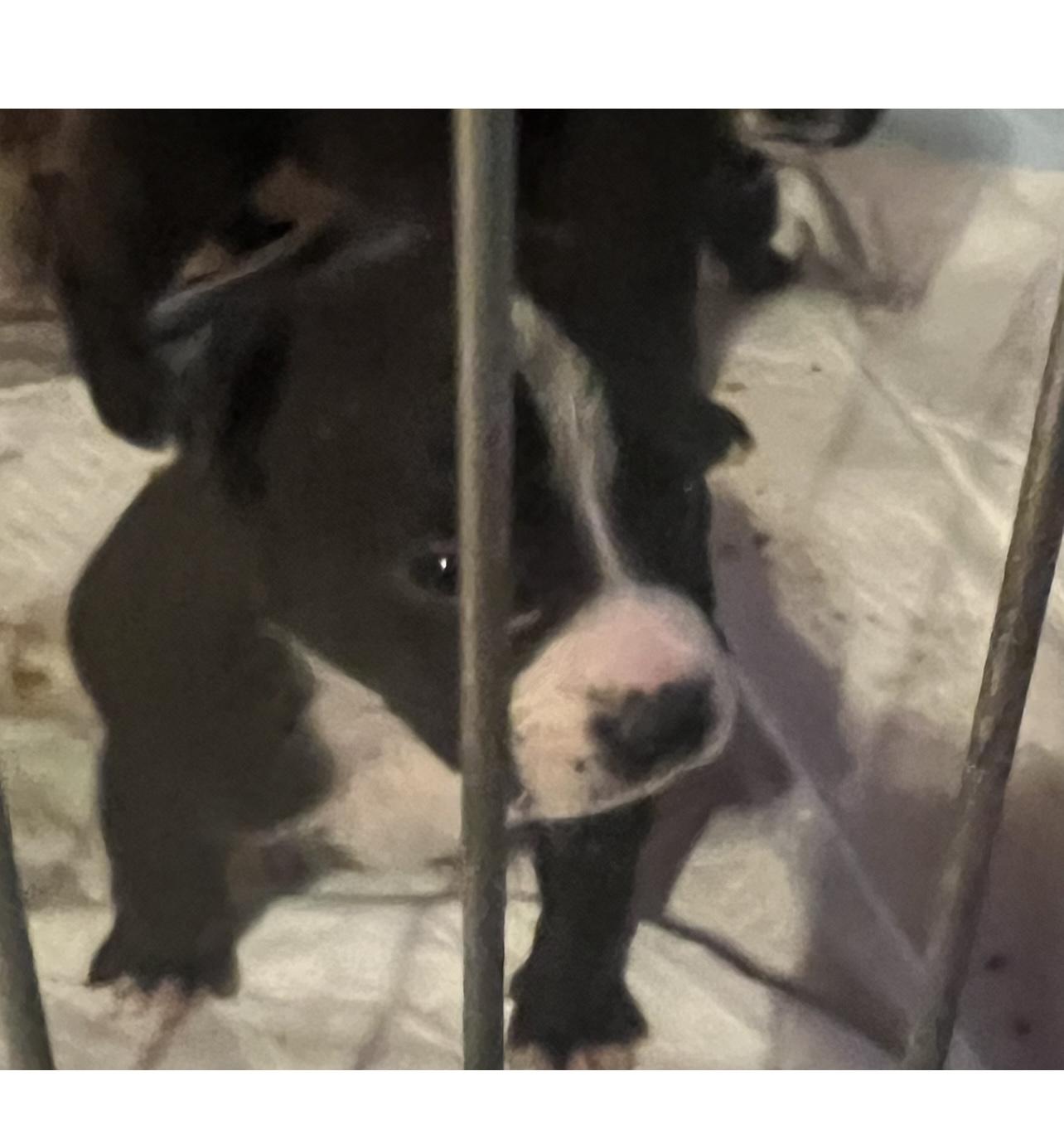 Sky, Adoptable, Puppy Male Labrador Retriever.