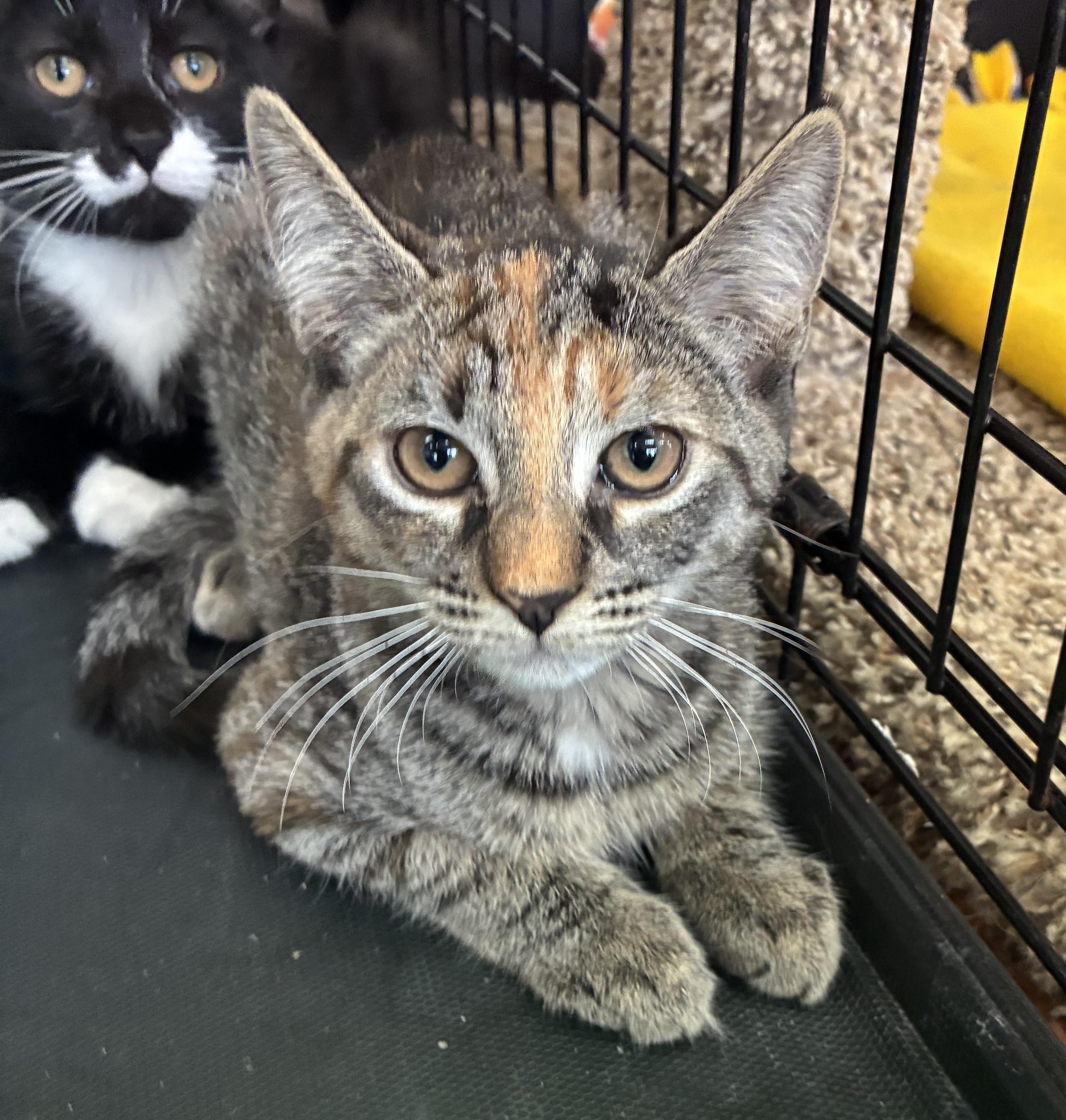 Coco, a ADOPTABLE Domestic Short Hair in Breinigsville, PA image 1/2