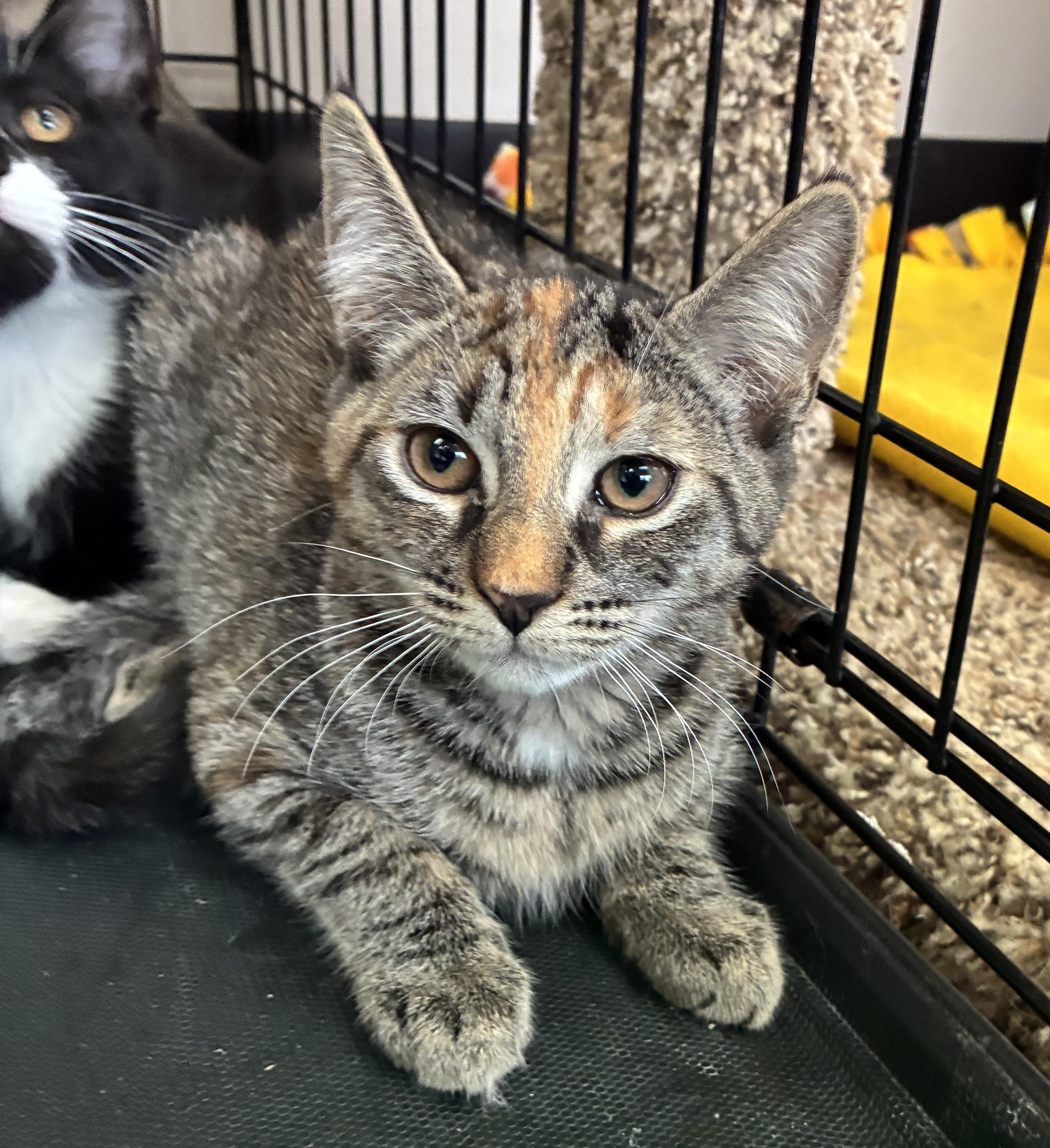 Coco, a ADOPTABLE Domestic Short Hair in Breinigsville, PA image 2/2