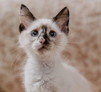 Fancy Pants, a ADOPTABLE mixed breed in Davis, CA image 1/3
