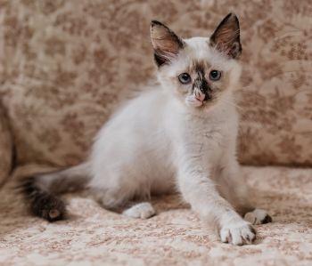 Fancy Pants, a ADOPTABLE mixed breed in Davis, CA image 3/3