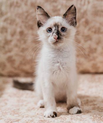 Fancy Pants, a ADOPTABLE mixed breed in Davis, CA image 2/3