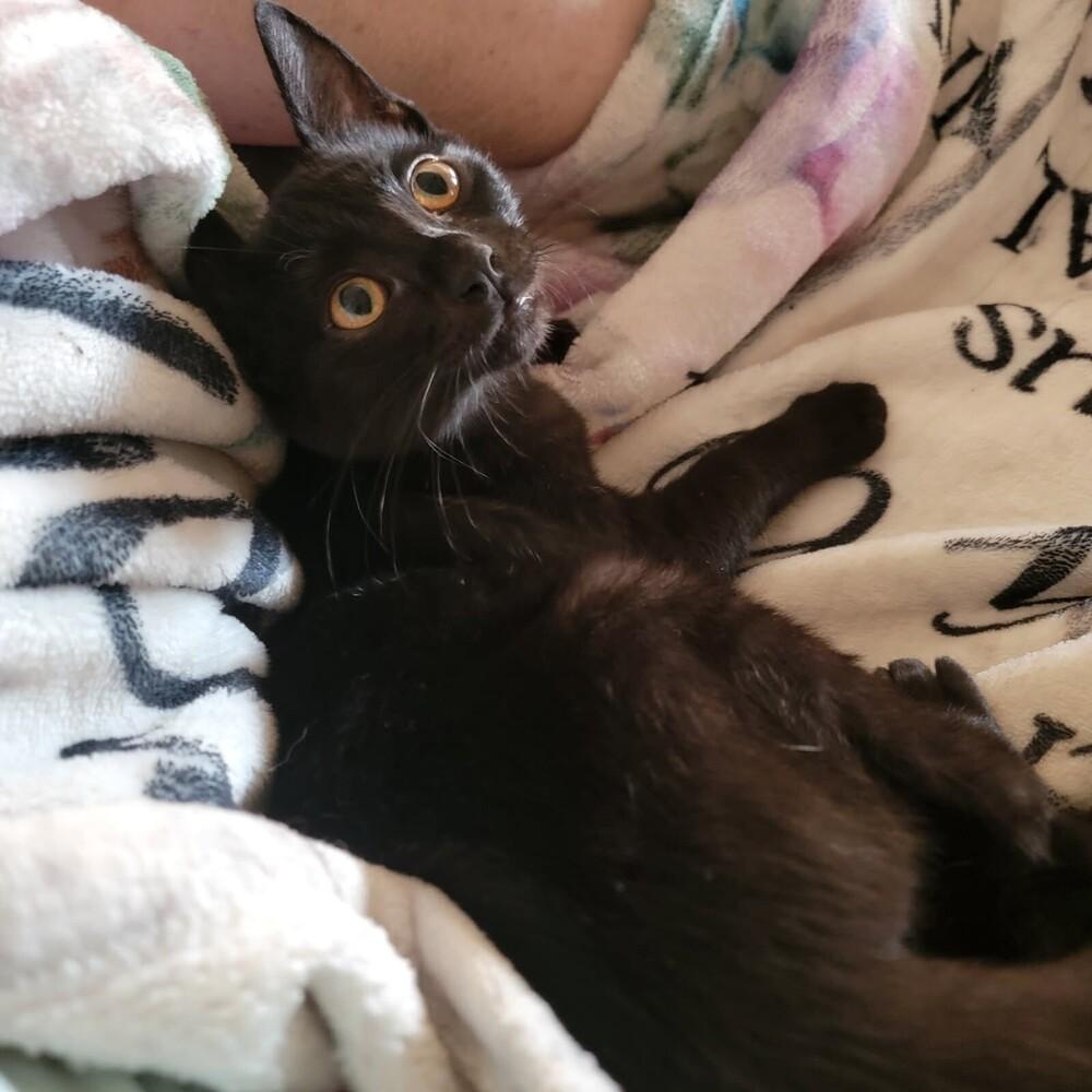 Velvet — thumbnail 2