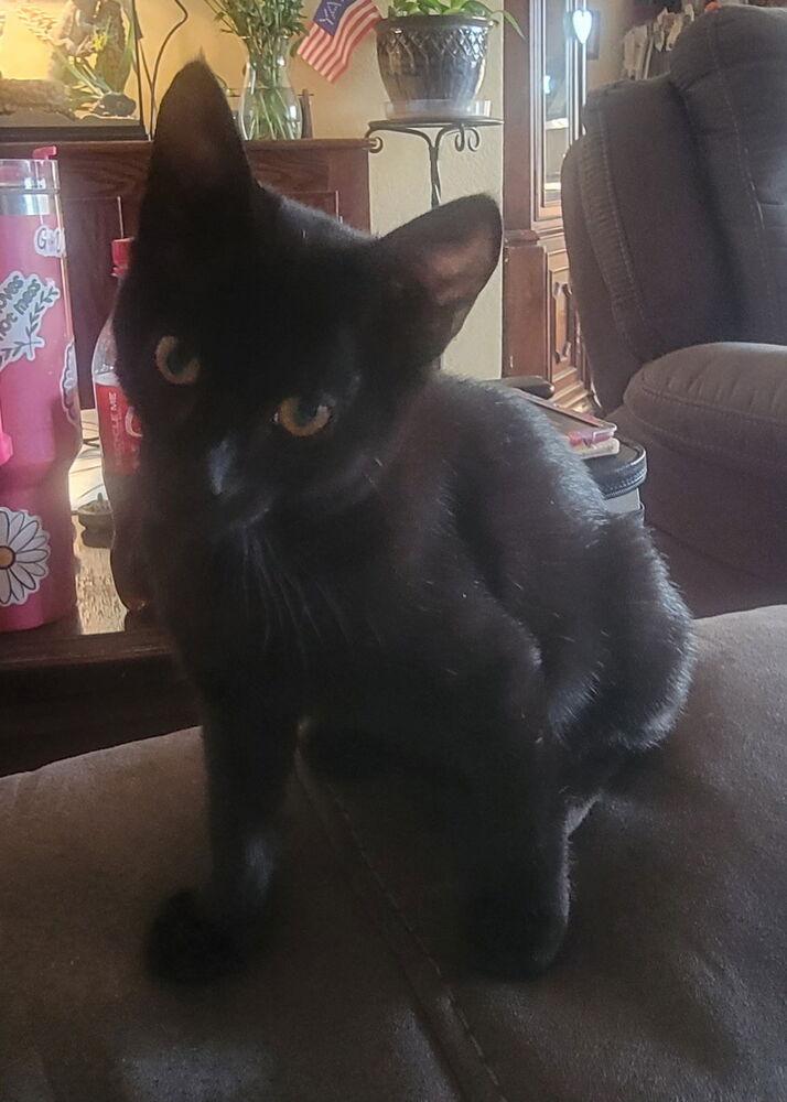 Velvet — thumbnail 3