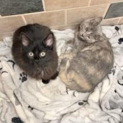 Enlarge Yonah, a ADOPTABLE Domestic Short Hair in Johnson City, TN image 3/3