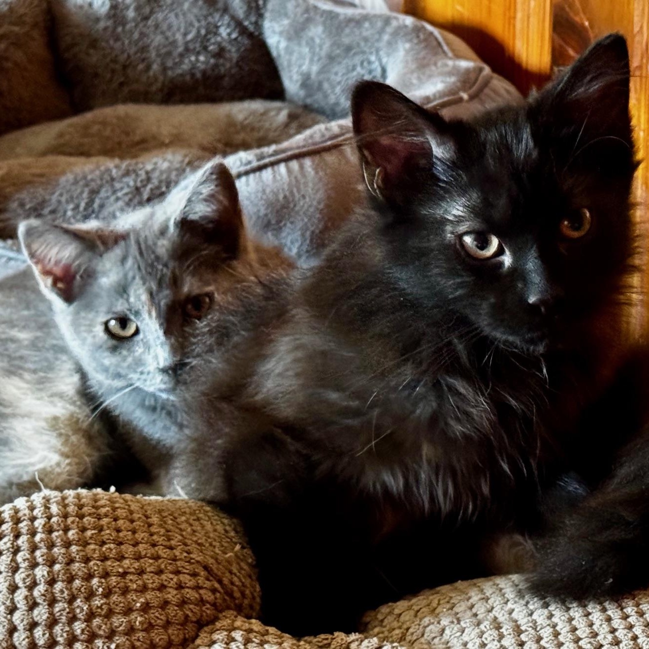 Enlarge Yonah, a ADOPTABLE Domestic Short Hair in Johnson City, TN image 2/3